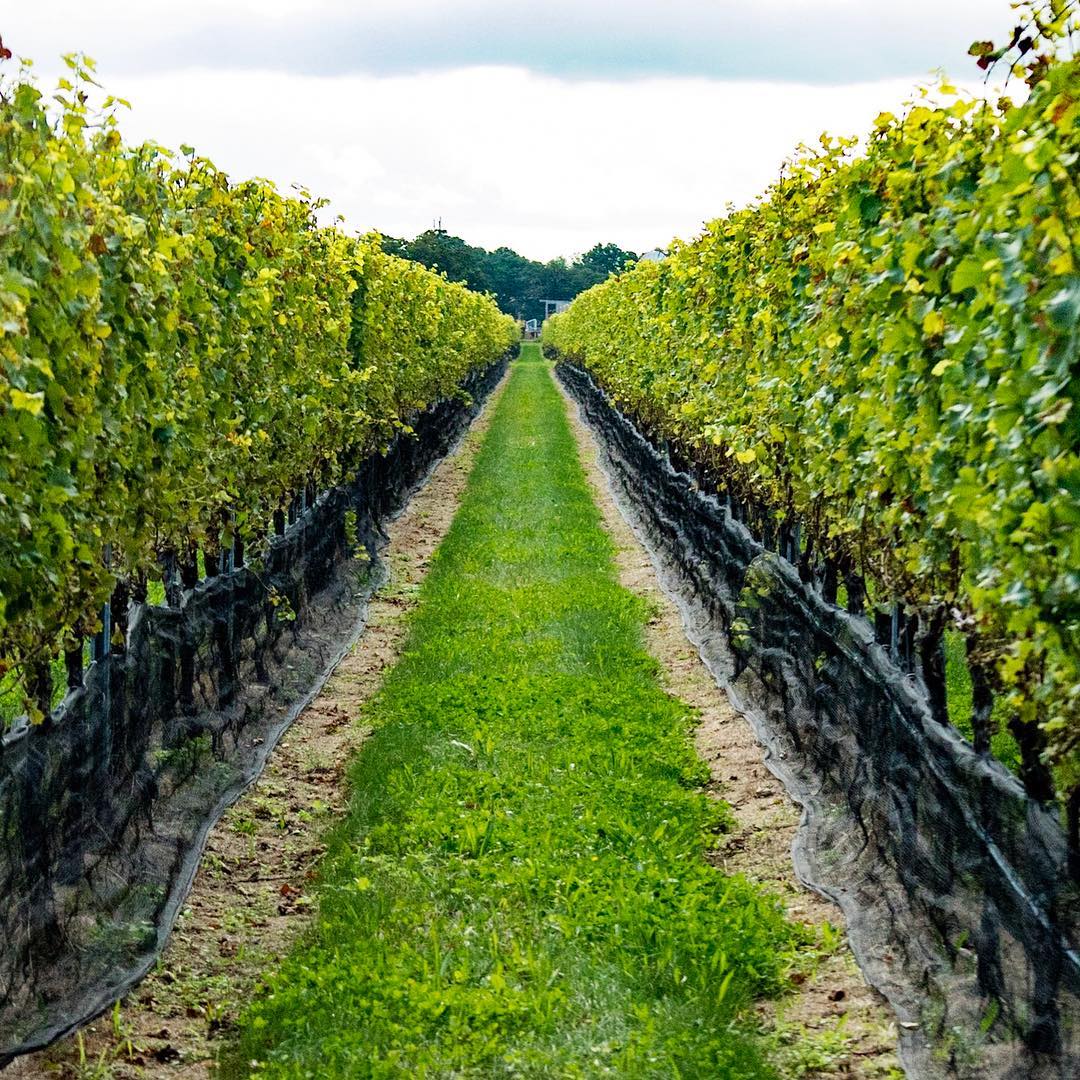 Trampling Out the Vintage