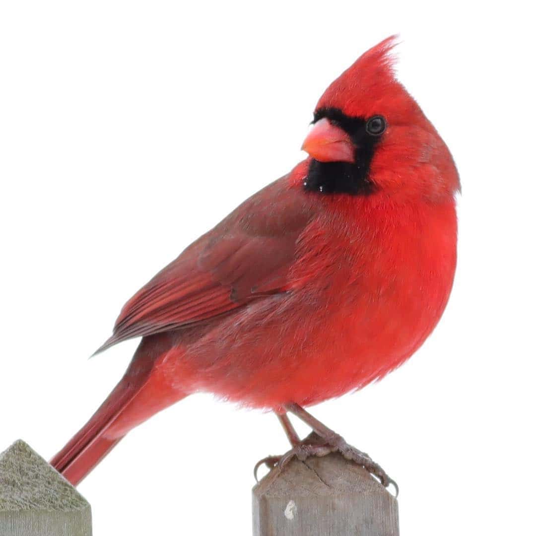 Red Bird